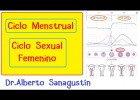 Cicle Menstrual-Cicle Sexual Femení: hormonal, ovàric i uterí | Recurso educativo 760497