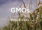 Pros and Cons of Genetically Modified Foods - Healthline | Recurso educativo 759877