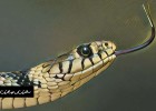 La lengua bífida de las serpientes y sus métodos de ataque | Srta.Ciencia | Recurso educativo 765127