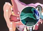 Interactive Ear tool showing how the ear works | Recurso educativo 732671