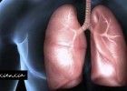 Anatomía de los pulmones | Recurso educativo 768071