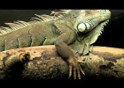 Vertebrates vs. Invertebrates | Recurso educativo 770168