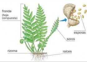 Partes del helecho | Recurso educativo 773298