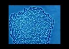 Creixement bacterià vist al microscopi | Recurso educativo 775272