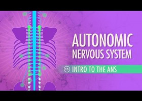 Sistema nerviós | Recurso educativo 786455