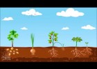 La reproducción de las plantas | Recurso educativo 775256