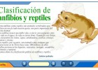 Clasificación de anfibios y reptiles | Recurso educativo 39463