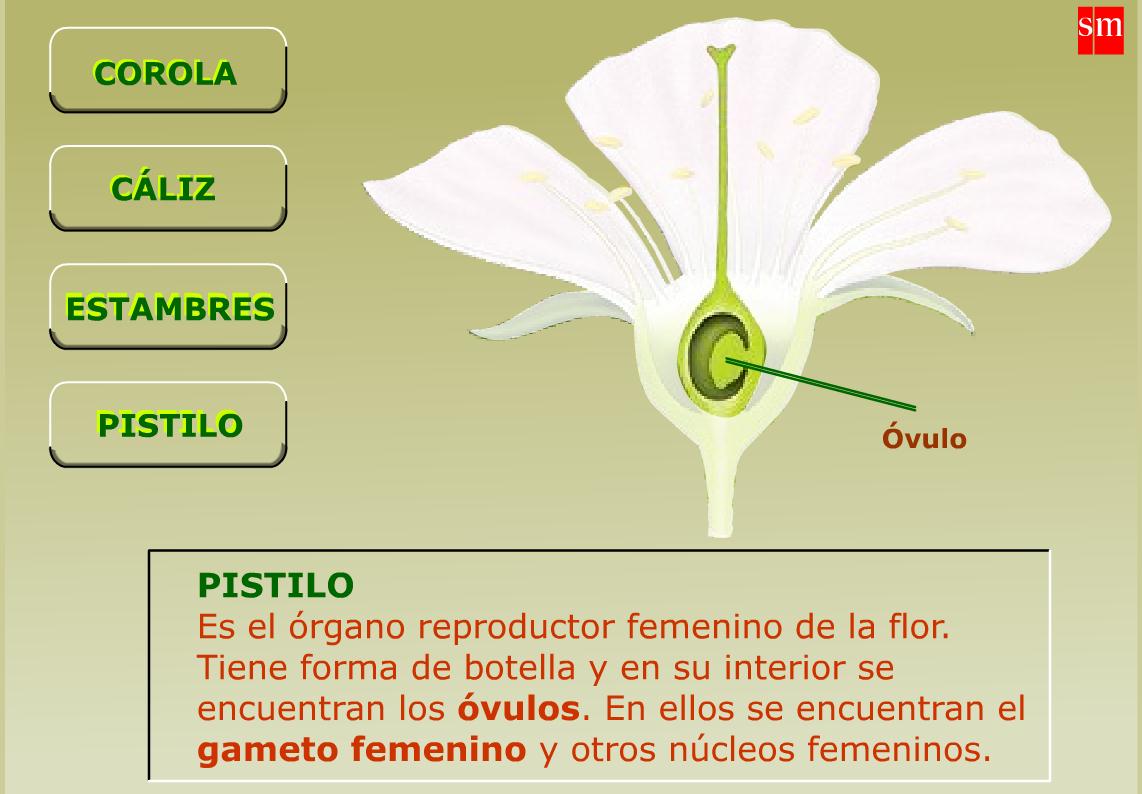 Partes de una Flor | Recurso educativo 41232 - Tiching