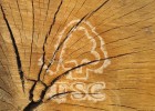 El etiquetado de la madera | Recurso educativo 93007