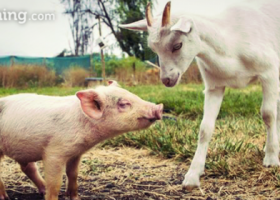 Empatía animal en las aulas: ¡súmate al cambio! | Recurso educativo 737006