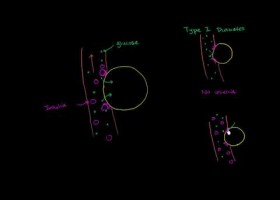 Glucose insulin and diabetes | Recurso educativo 738848