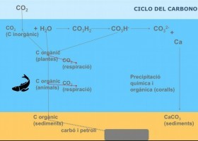 Cicle del carboni | Recurso educativo 740887