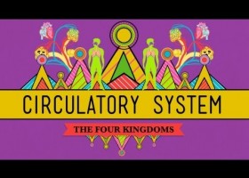 Circulatory & Respiratory Systems | Recurso educativo 746937