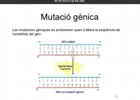 Mutacions | Recurso educativo 750051