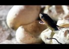 Egyptian Cobras Hatching 02 _ Time Lapse - Dangerous Animals | Recurso educativo 766176