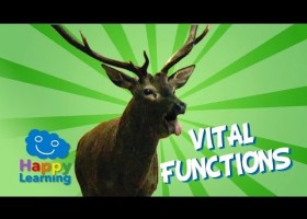 Vital Functions of Living Things | Recurso educativo 773690