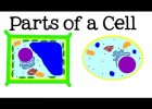 All About Cells and Cell Structure | Recurso educativo 777737